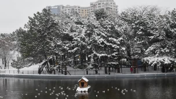 Stormo di gabbiani nuotare in acqua di stagno e volare via. Paesaggio invernale time lapse — Video Stock