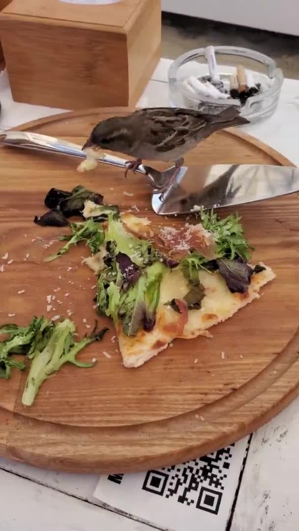Sparrow roubar pedaço de pizza de placa de madeira — Vídeo de Stock