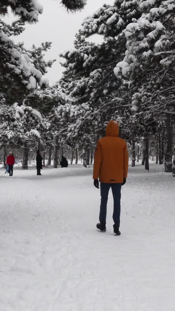 Vuelta hombre tiro caminar por el parque de invierno de pinos cubiertos de nieve — Vídeos de Stock