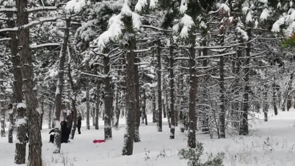 Tempo de pessoas andando e brincando na neve entre pinheiros no parque de inverno — Vídeo de Stock