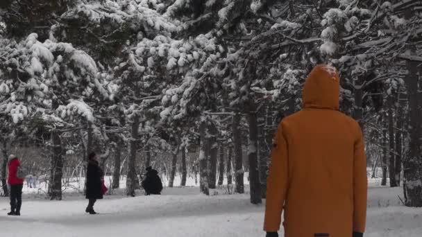 Zpět výstřel člověk chodit v zimním parku borovic pokryté sněhem — Stock video