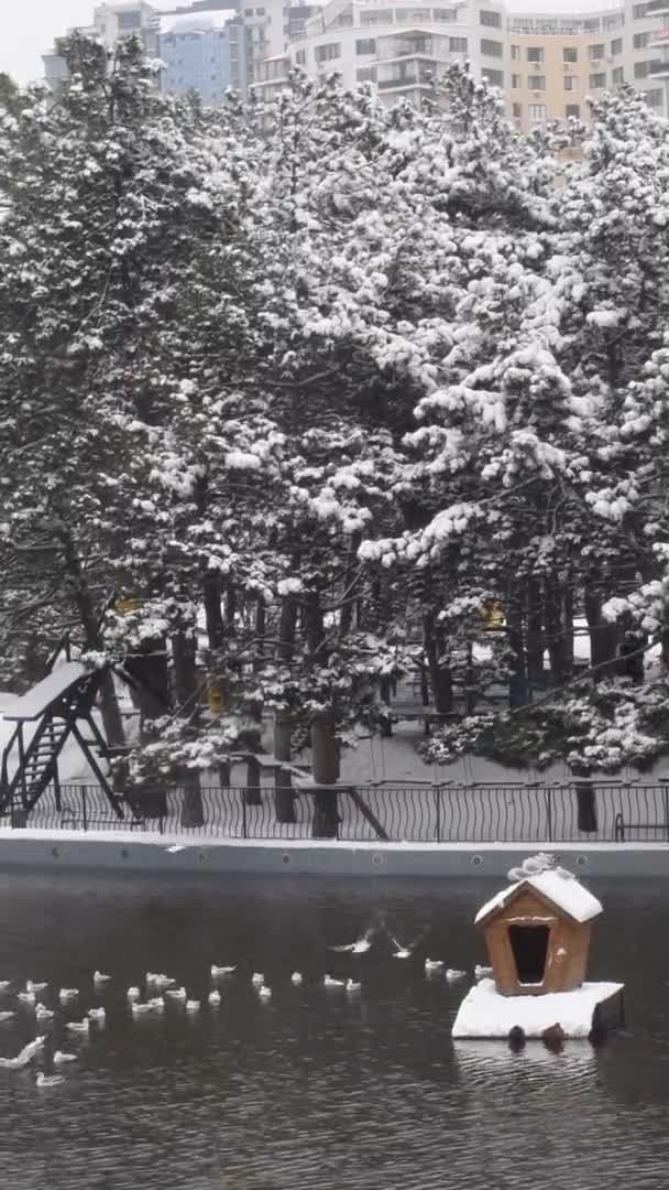 Inverno parque paisagem tempo lapso gaivotas nadar na lagoa e voar sobre a água — Vídeo de Stock