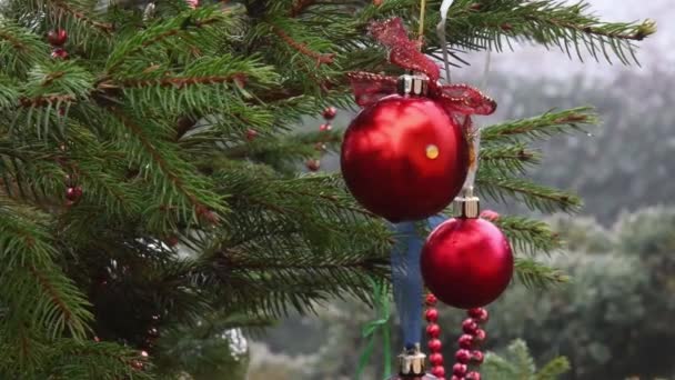 Bolas de Natal vermelhas em ramos de abeto molhados de árvore de Natal ao ar livre — Vídeo de Stock