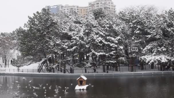 Parque de invierno paisaje gaviotas nadan en estanque y volar sobre el agua oscura — Vídeo de stock