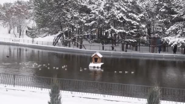 Vinter park landskap måsar simma i dammen vatten — Stockvideo