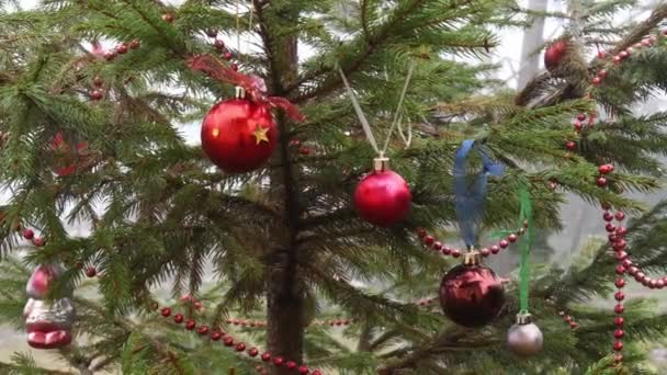 Bolas de Navidad de color rojo y bronce colgando en las ramas de abeto del árbol de Navidad al aire libre — Vídeo de stock