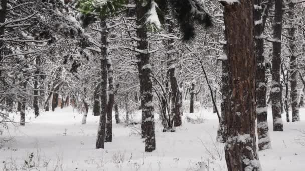 Paisagem de floresta de inverno com queda de neve entre pinheiros em terra coberta de neve — Vídeo de Stock