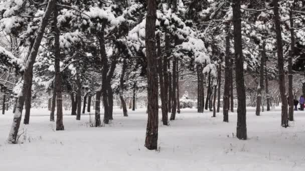 Winterbos landschap met vallende sneeuw tussen dennenbomen en wandelende mensen — Stockvideo