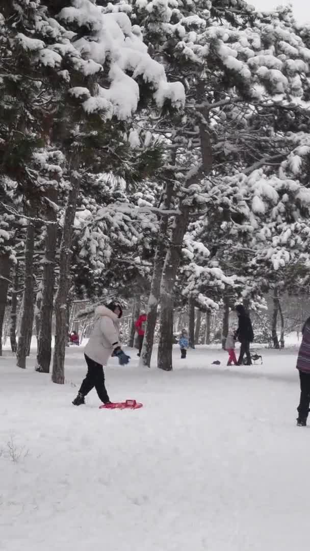 Lidé chodí a baví se v zimním parku borovic pokryté sněhem — Stock video