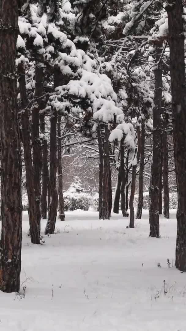 松のトンネルの間に雪が降る冬の森の風景 — ストック動画