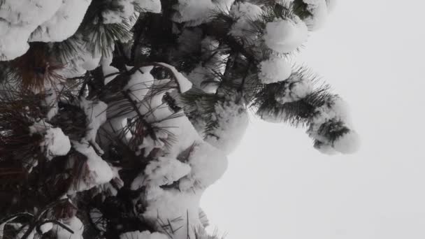 Πανοραμική άποψη κάτω από τα καταπράσινα κλαδιά κωνοφόρων του πεύκου σε χιονόπτωση — Αρχείο Βίντεο