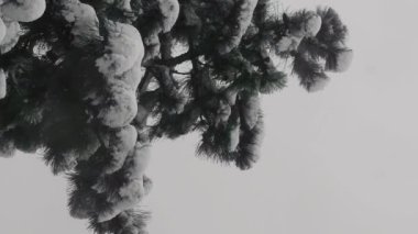 Karda çam ağacının kozalaklı dallarının altından bak