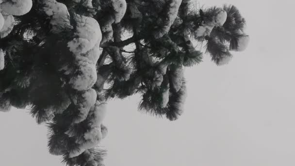 Utsikt från under frodiga barrträd grenar av tall i snöfall — Stockvideo