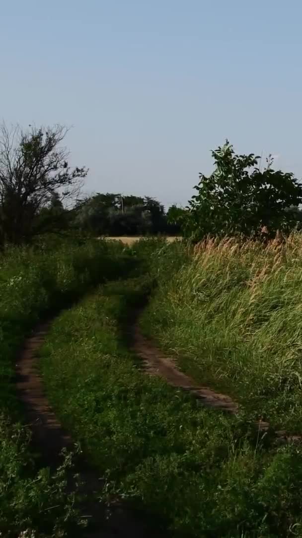 Заросший ландшафт сельской дороги с зерновым полем и облаками в небе — стоковое видео