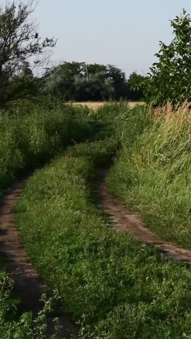 Video Hochformat Leere Landstraße Überwuchert Von Gras Und Kräutern Landschaftlich — Stockvideo