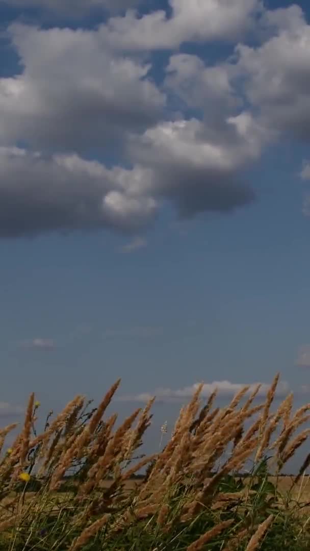 Landelijk landschap met graangewas veld en wolken in de blauwe lucht — Stockvideo