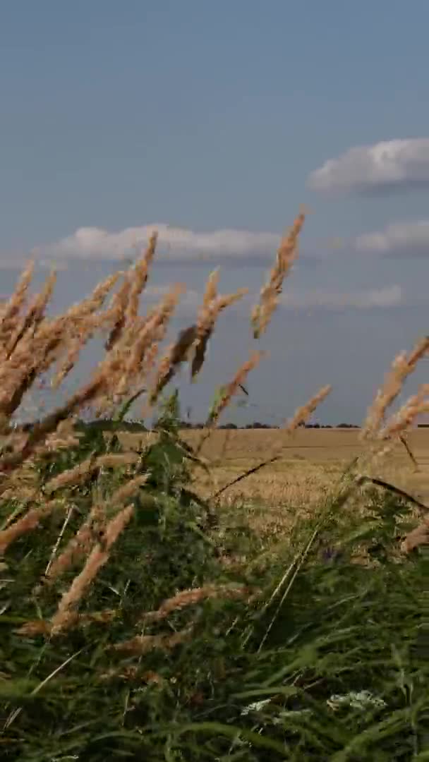 Straßenrand eines abgeernteten Getreidefeldes, überwuchert von Schilfgras und gelben Wildblumen — Stockvideo