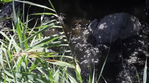 Bulrush löv svajar i vinden över strömmande flodvatten med sol bländar på vattenytan — Stockvideo