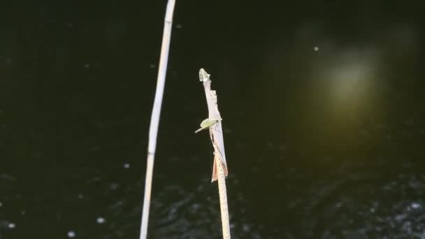 Zwei Libellen sitzen auf Schilfzweigen am See und fliegen davon — Stockvideo