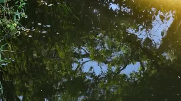 Сохнущая волнистая поверхность пресноводного озера с размытым отражением листьев деревьев — стоковое видео