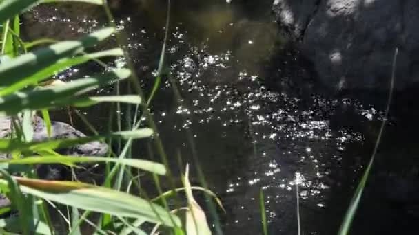 Hegyi patak disszidált bulrush ingadozik a szél és a nap vakító tiszta víz felszínén — Stock videók