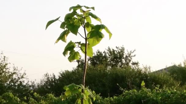 Bahçıvan, Paulownia fidan ağacının taze yapraklarıyla duş alır. — Stok video