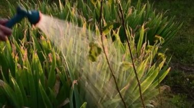 Elleri bahçe hortumunu, sulama bahçesini, ağaçları ve bitkileri tutuyor.
