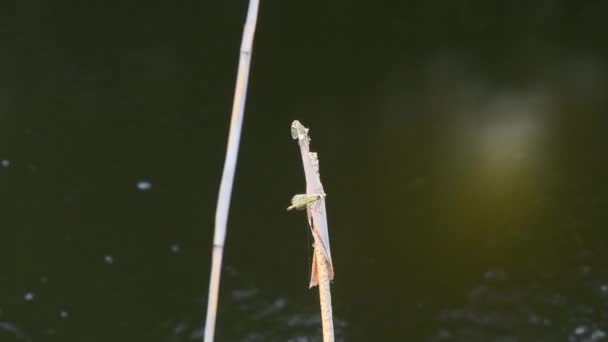 Deux libellules s'assoient sur des rameaux de roseaux et s'envolent au fond du lac — Video