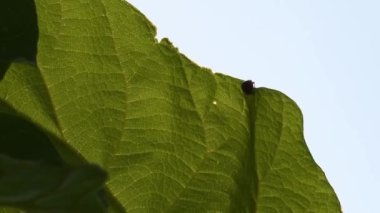 Paulownia ağaç yaprağındaki uğur böceği güneş ışığıyla altın günbatımında sallanıyor.