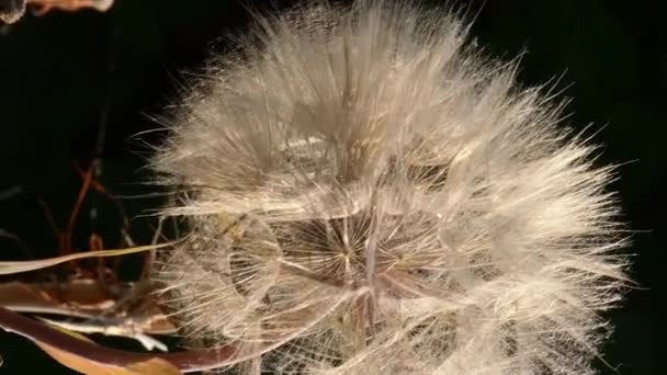 Tête de graine duveteuse de pissenlit comme une fleur appelée barbe de chèvre — Video