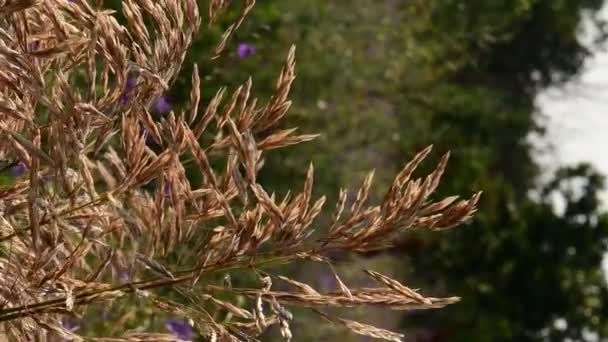 Fondo de campo otoñal con inflorescencias de semillas de hierba revoloteando en el viento — Vídeos de Stock