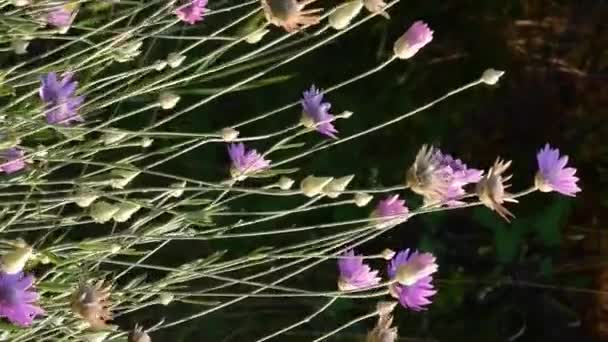Bloeiende eeuwigdurende plant immortelle, Xeranthemum annuum — Stockvideo