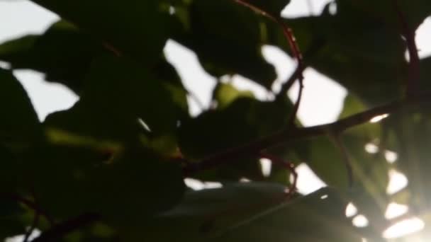Árvore de damasco deixa oscilar no pôr-do-sol dourado com erupções solares — Vídeo de Stock