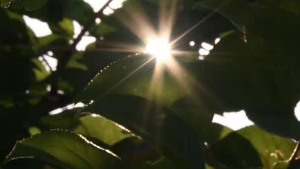 Apricot tree leaves sway in bright sunlight with sun flares — Stock Video