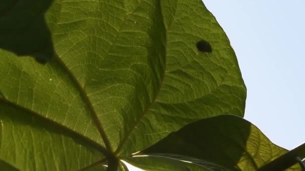 Mariquita en la hoja del árbol de Paulownia balanceándose en el viento y volar lejos — Vídeos de Stock