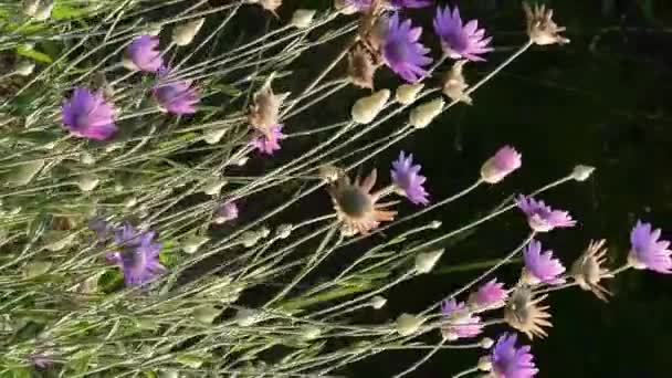 盛开的长生不老植物，菊花 — 图库视频影像