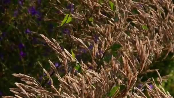 Herfst weide achtergrond met gras zaad bloeiwijzen fladderen in de wind — Stockvideo