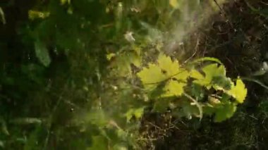 Bahçedeki üzümlü çalıların suyu.