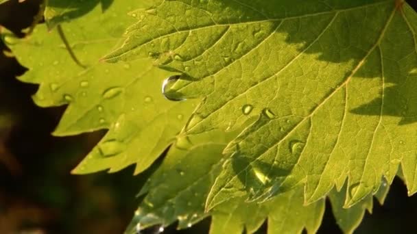 Glänzende Wassertropfen auf frische grüne Traubenblätter nach Regen — Stockvideo
