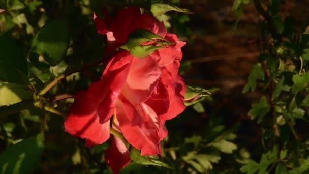 Röda orange kronblad av Super Star ros med gröna knoppar i trädgården — Stockvideo