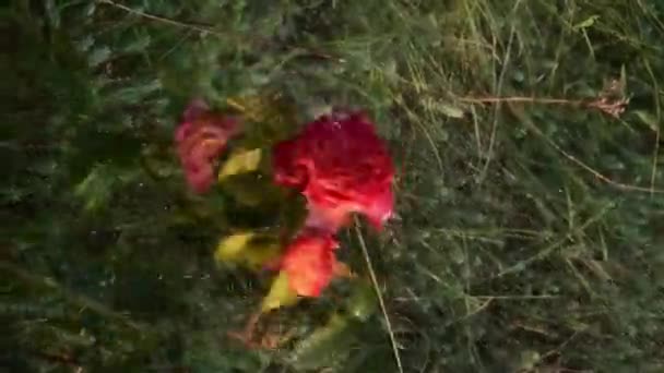 Waterstralen wassen rode oranje bloemen van Super Star roos in de tuin — Stockvideo