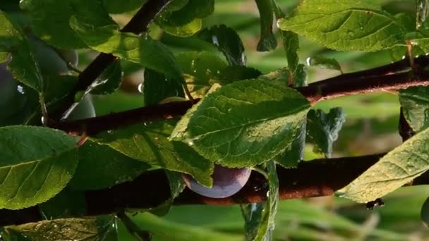 Jatos de água regando ameixa fruta da árvore e folhas em luz do pôr do sol — Vídeo de Stock