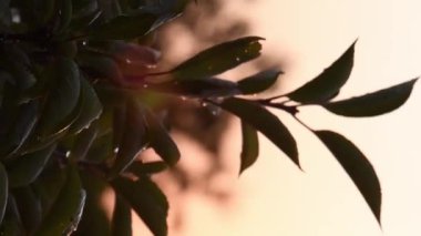 Altın günbatımında sallanan kiraz ağacı yaprakları güneş ışığıyla