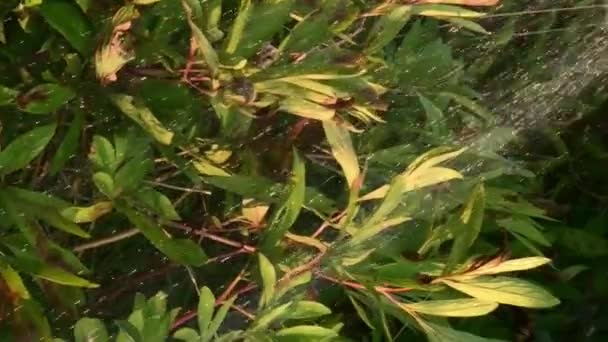 Водяні струмені промивають і поливають кущ півоній восени в саду — стокове відео