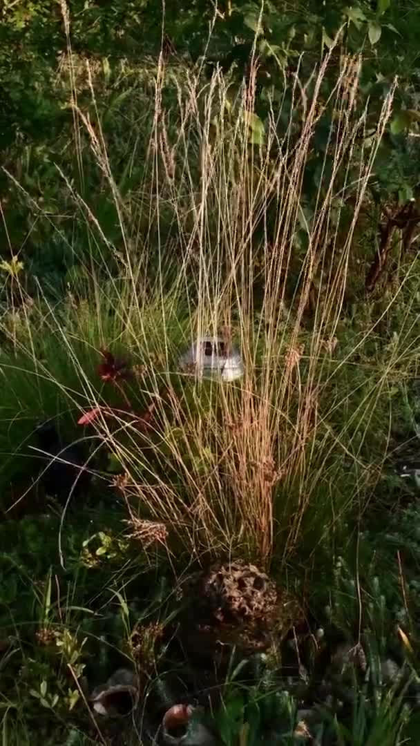 Vattenstrålar spray vattning rabatten — Stockvideo