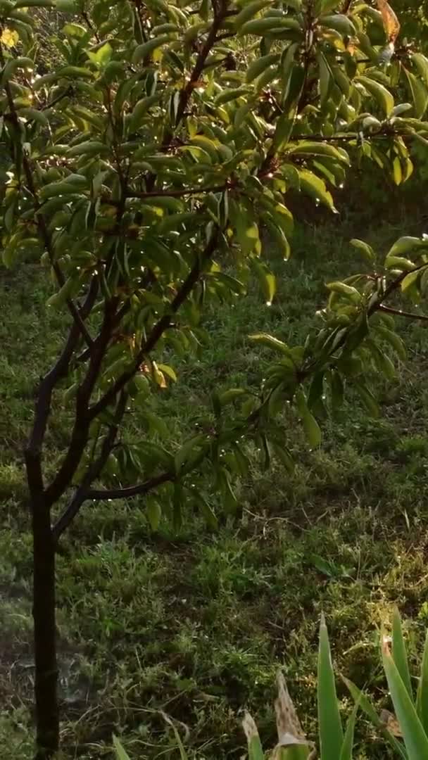 Mano masculina sostiene manguera de jardín y regar árboles y plantas de jardín — Vídeo de stock