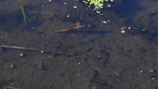 Tid förflutit ungfisk larv simmar i klart vatten i floden — Stockvideo