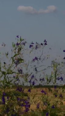 Yol kenarında büyüyen kır çiçekleriyle huzurlu bir tarla geçmişi var.