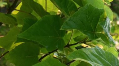 Su püskürterek Paulownia ağaç yapraklarını sularken yakın yapraklar.