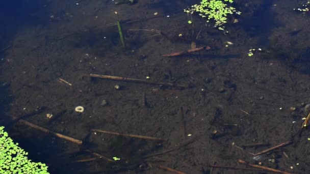 Tid förflutit ungfisk larv simma i klart vatten över floden lerig botten — Stockvideo